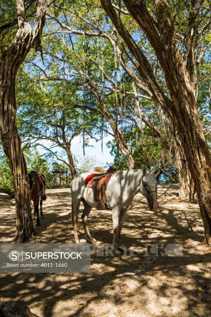 Costa Rica, Horses waiting for tourists on beach