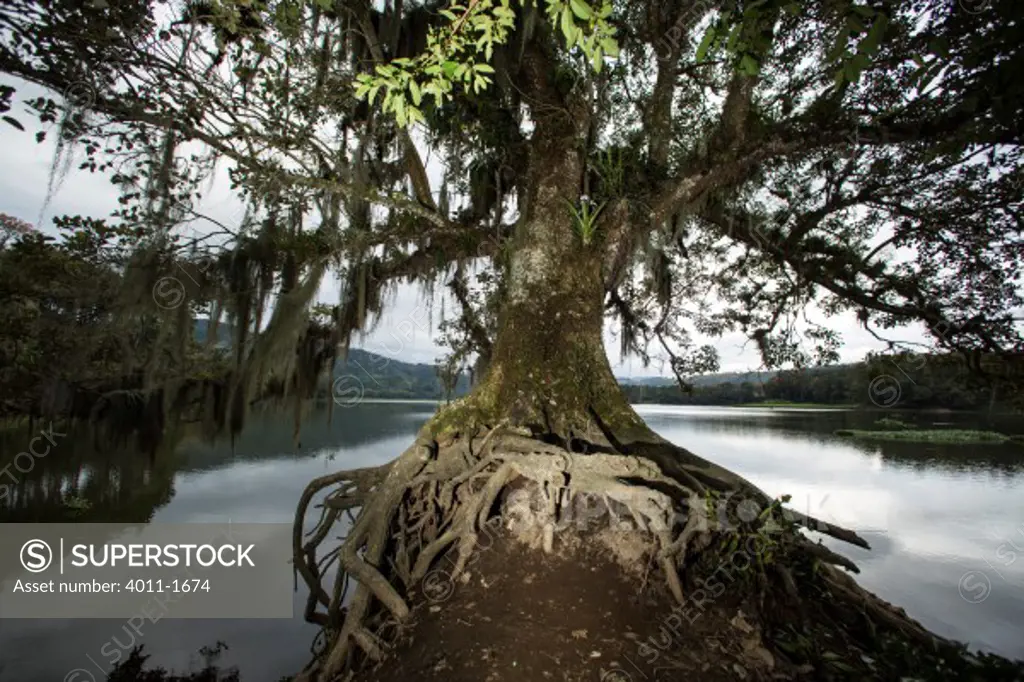 Costa Rica, Cypress tree on jetty surrounded by water