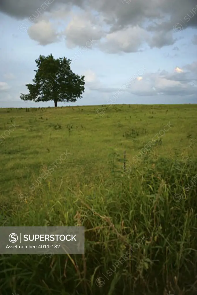 USA, West Texas, field with tree at dusk