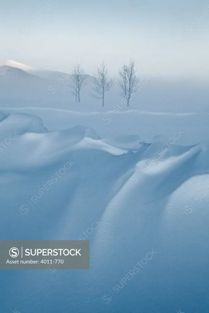 Trees on a snow covered hill, Colorado, USA