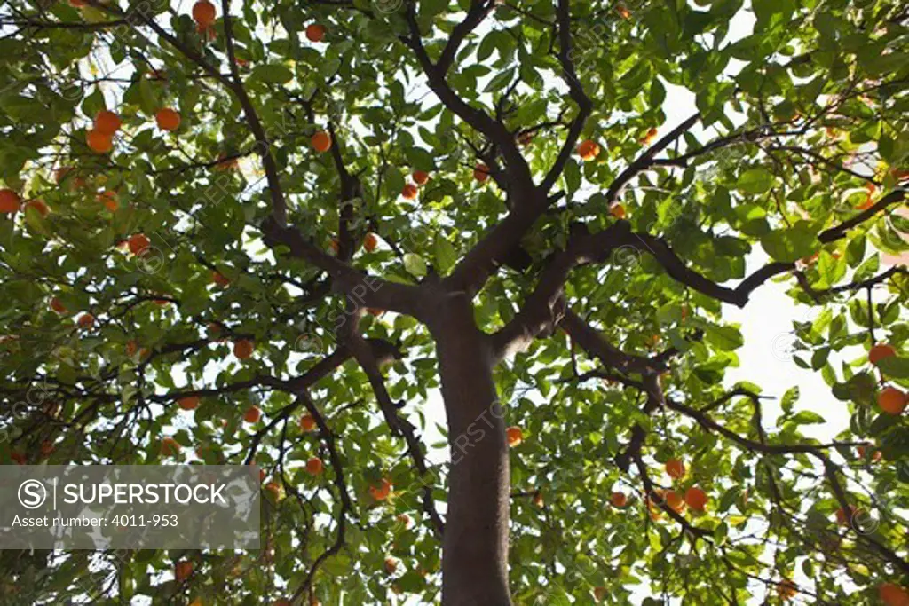 Oranges growing on a tree in Majorca, Spain