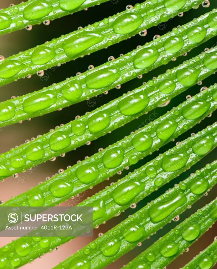 Water drops on Sago palm (Cycas revoluta) leaves