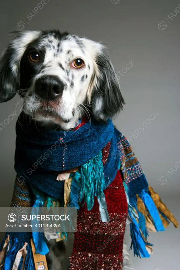 Happy dog wearing scarves