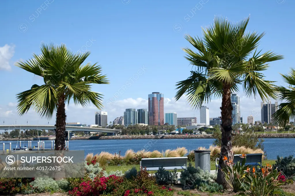 Palm trees with skyscrapers in the background, Long Beach, Los Angeles River, Los Angeles County, California, USA
