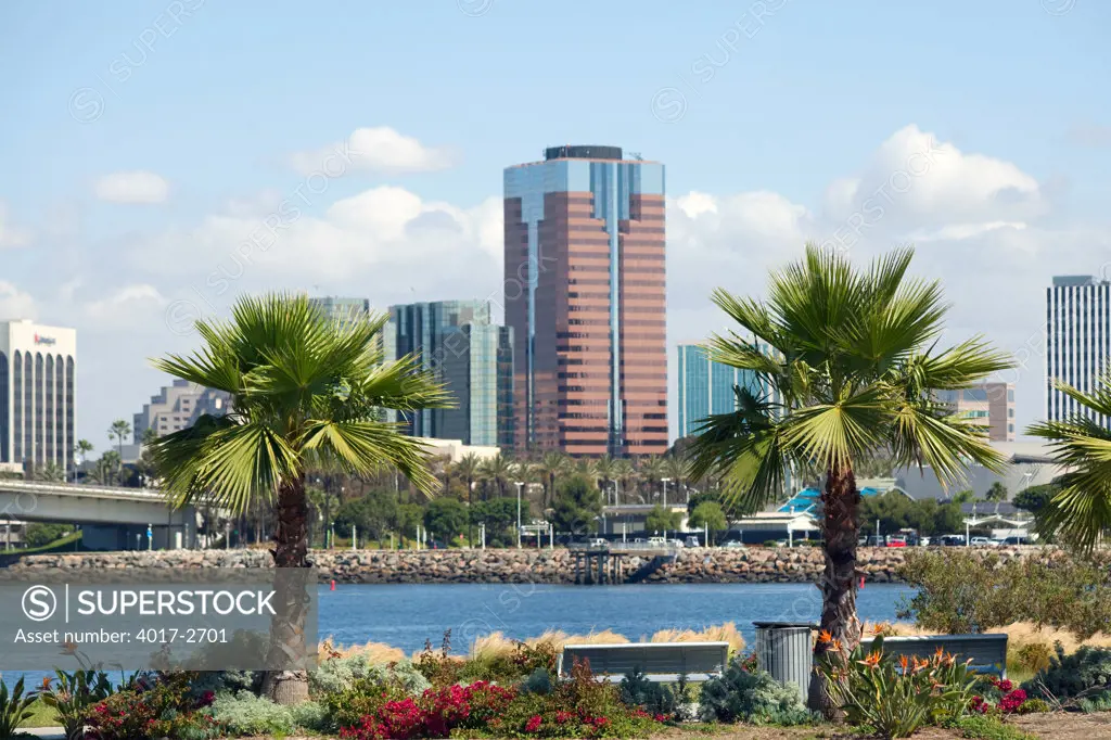 Palm trees with skyscrapers in the background, Long Beach, Los Angeles River, Los Angeles County, California, USA