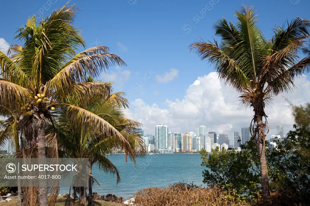 Miami Skyline from Virginia Key shoreline with palm trees
