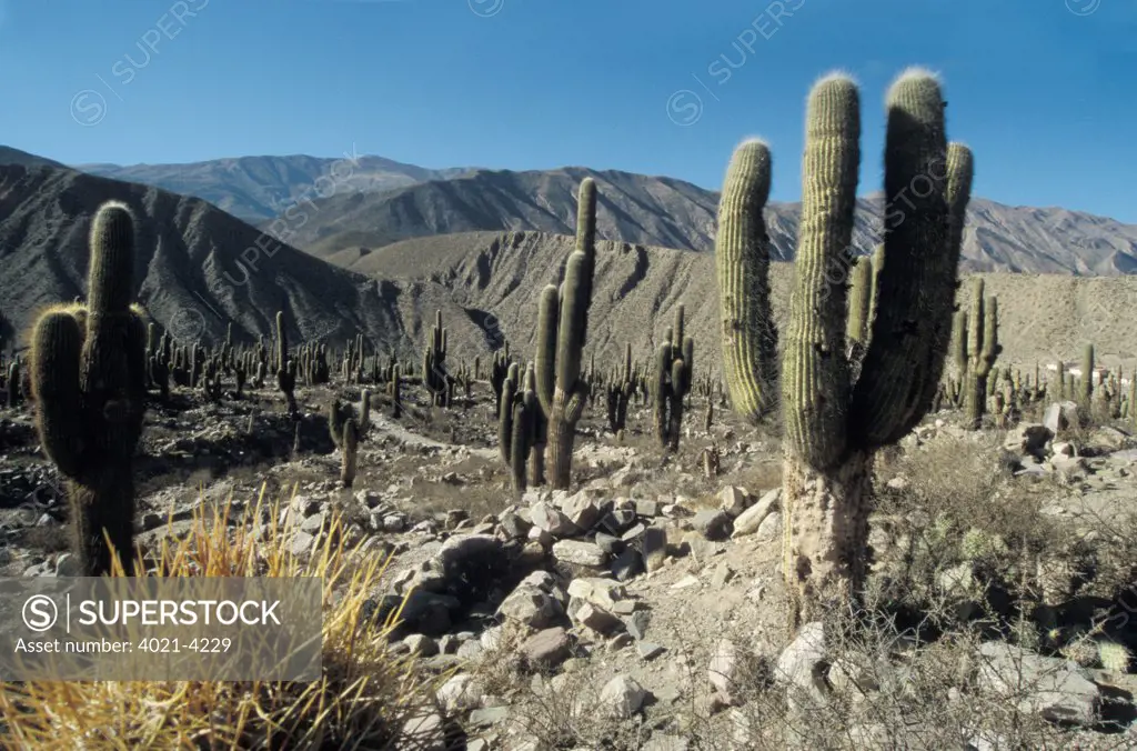 Cacti in the Quebrada de Humahuaca, Argentina