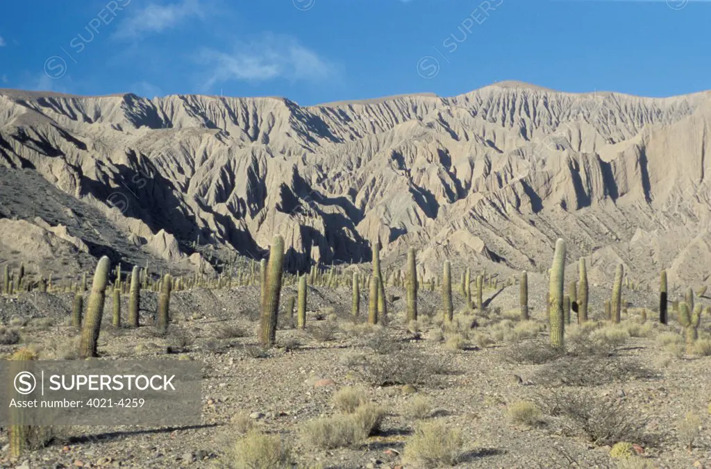 Cacti on landscape, Quebrada de Humahuaca, Jujuy Province, Argentina
