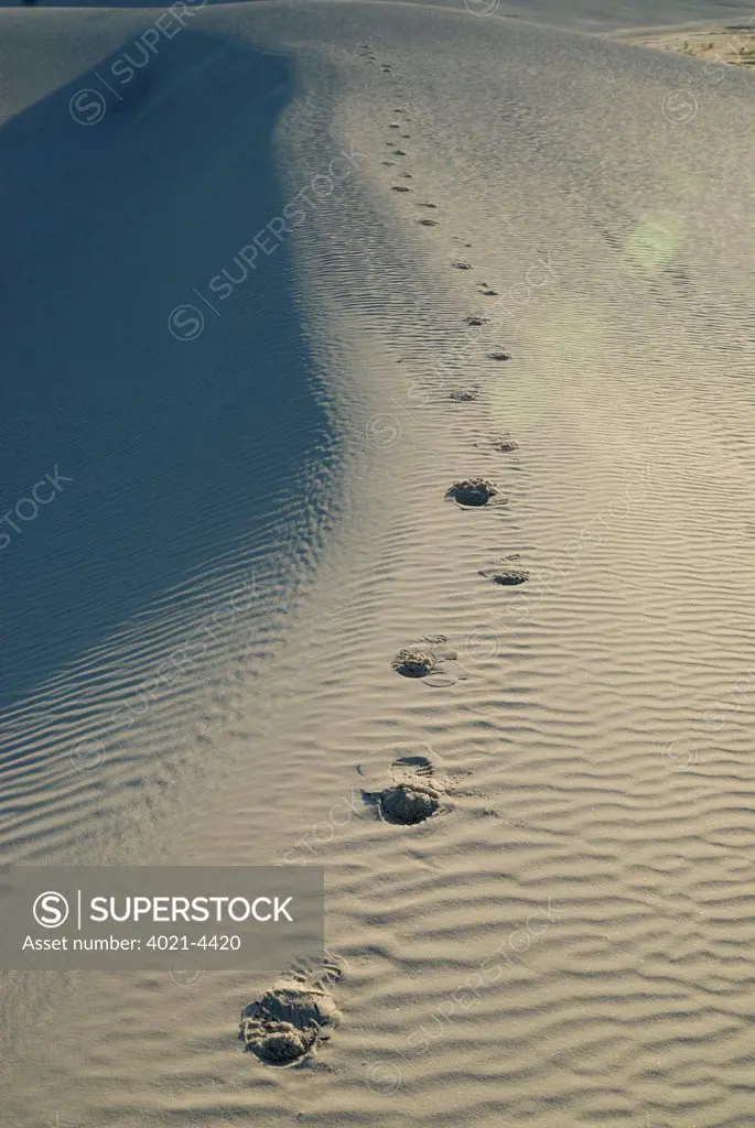 Footprints on rippled gypsum sand dunes in the White Sands National Monument, New Mexico, USA