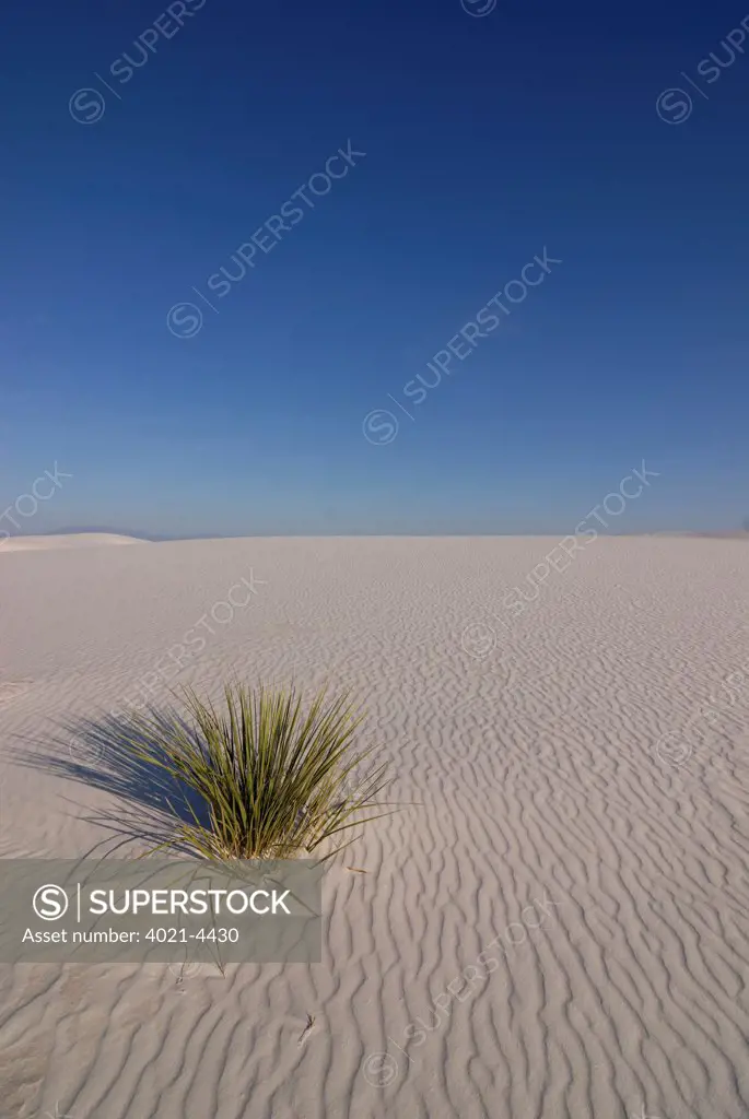 Alone Soaptree yucca (Yucca elata) growing on gypsum sand dunes in the White Sands National Monument, New Mexico, USA