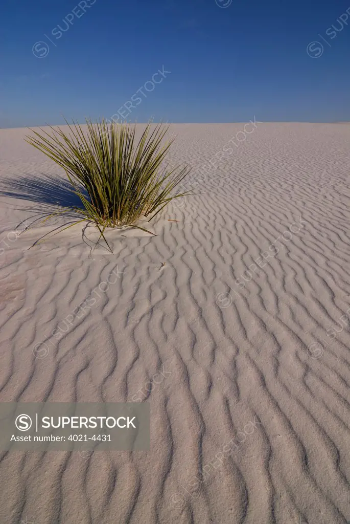 Alone Soaptree yucca (Yucca elata) growing on gypsum sand dunes in the White Sands National Monument, New Mexico, USA