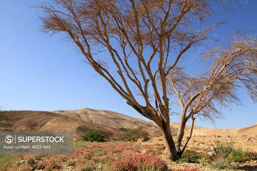 Rumex cyprius flowers in a desert, Wadi Tzafit, Negev Desert, Negev, Israel
