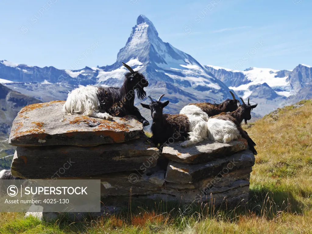 Mountain goats (Oreamnos americanus) on rocks, Mt Matterhorn, Zermatt, Valais Canton, Switzerland