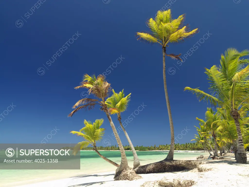 Palm trees on the beach, Bavaro Beach, Punta Cana, Dominican Republic