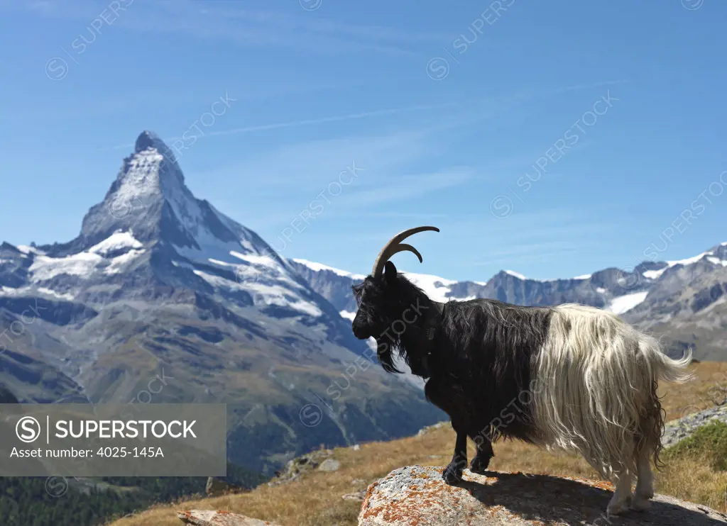 Mountain goat (Oreamnos americanus) standing on a rock with mountain range in the background, Mt Matterhorn, Zermatt, Valais Canton, Switzerland
