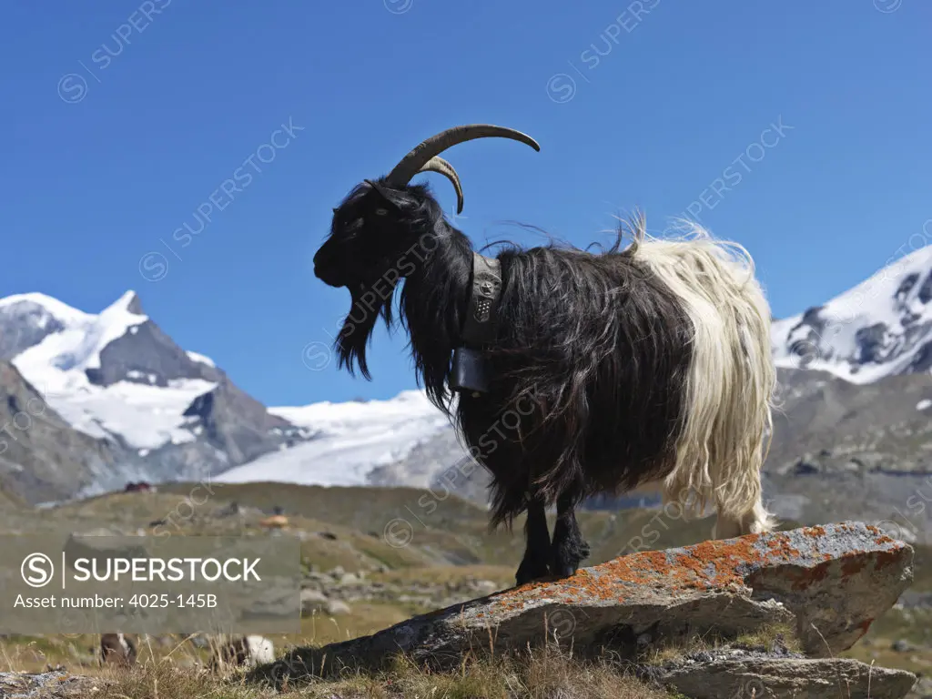 Mountain goat (Oreamnos americanus) standing on a rock with mountain range in the background, Mt Matterhorn, Zermatt, Valais Canton, Switzerland