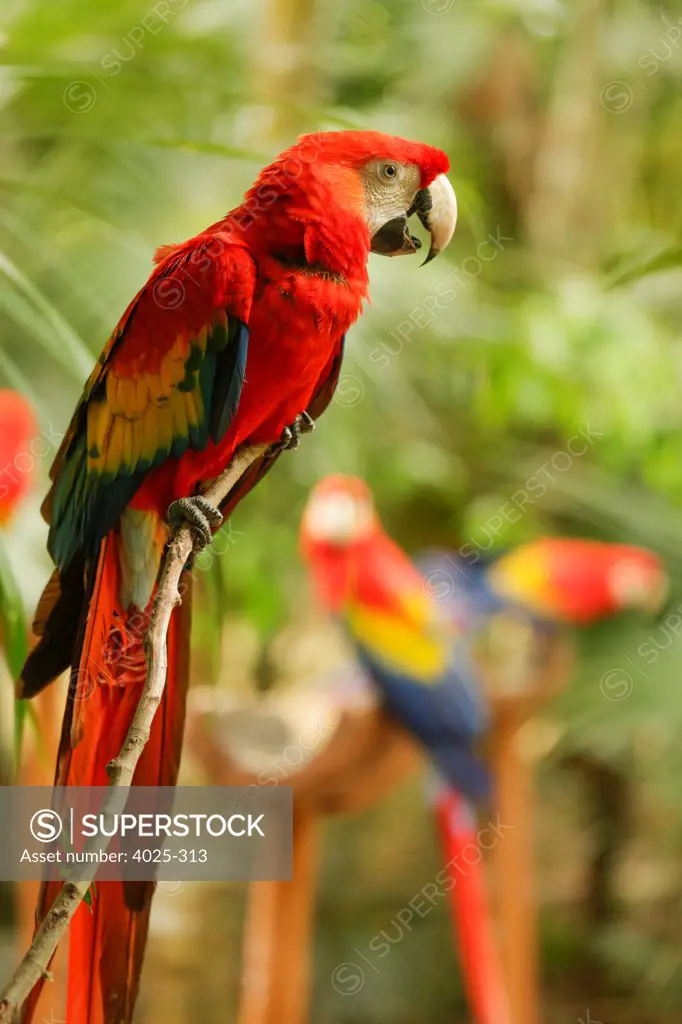 Scarlet Macaw (Ara macao) is large, colorful macaw