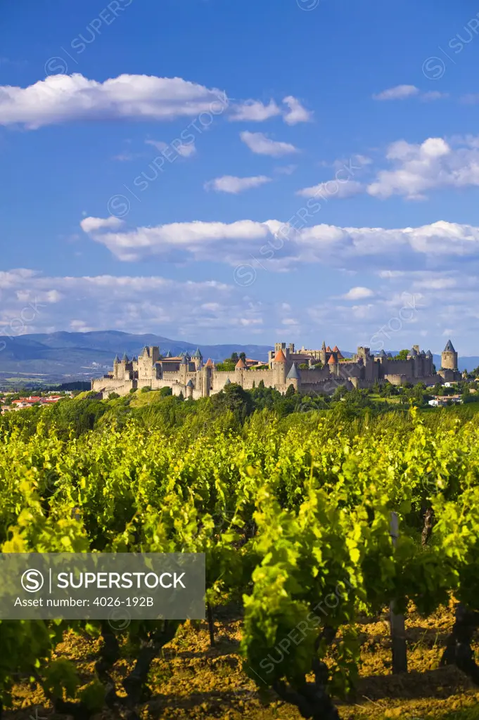 France, Languedoc-Roussillon, Aude, Vineyard near Carcassonne