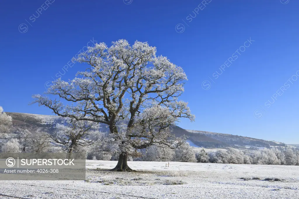 Tree in a snow covered field, Brecon Beacons National Park, Powys, Wales