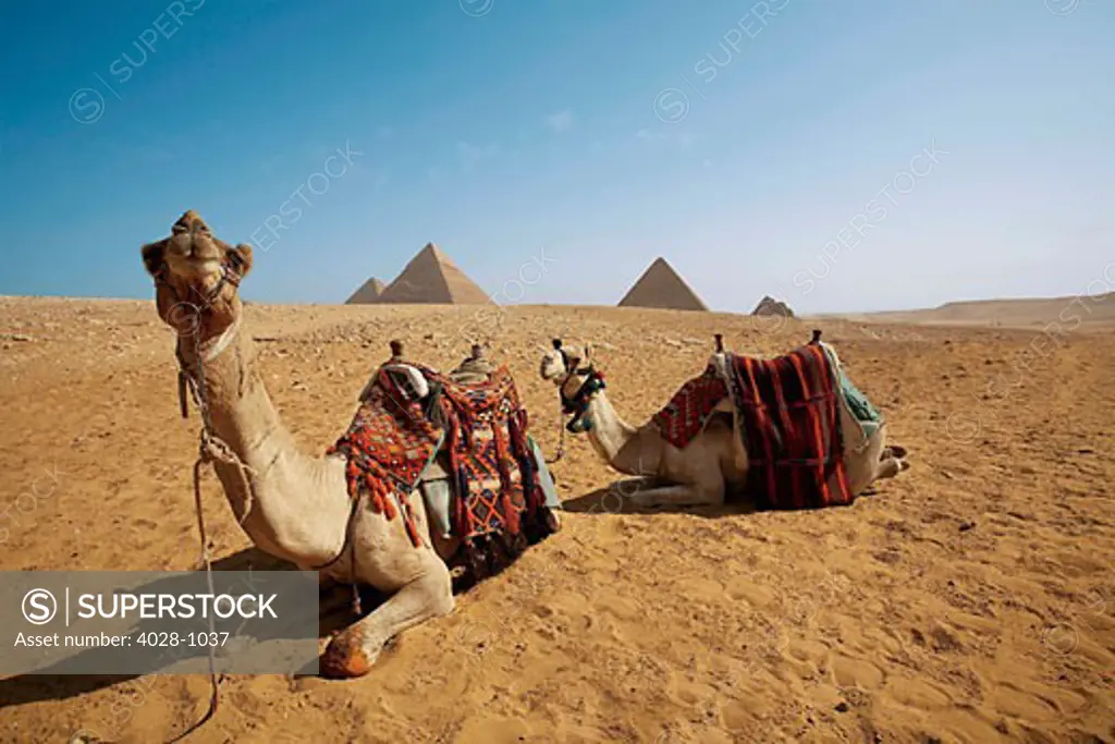 Egypt, Cairo, Giza, Camels relax in front of the great pyramids.