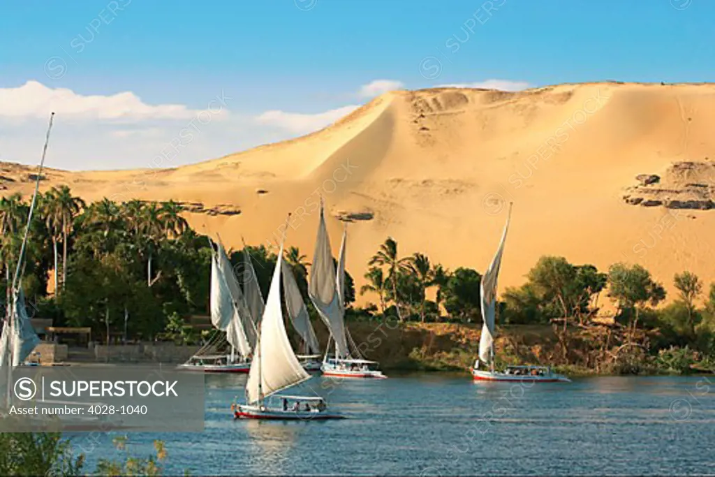 Egypt, Aswan, Nile River, Felucca sailboats, Palm trees and the large sand dunes of the Sahara Desert in the background.