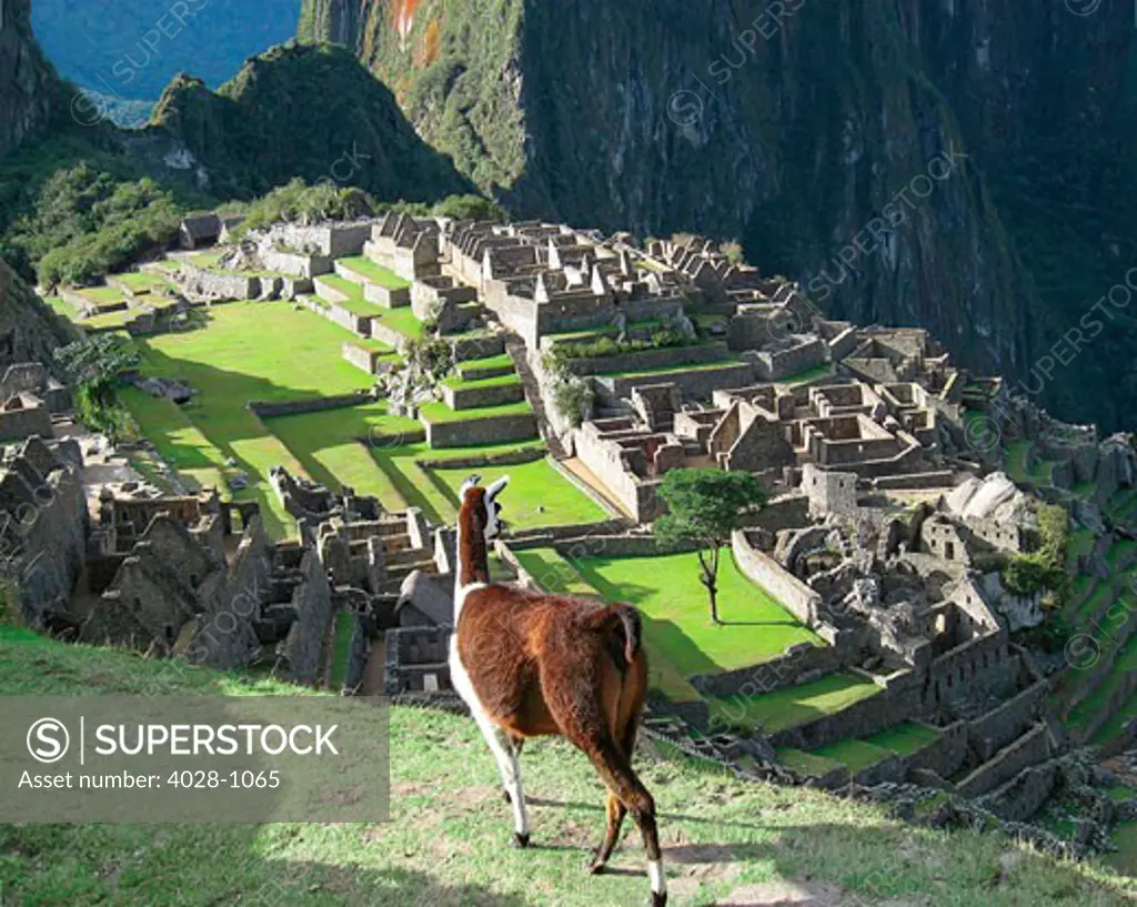 Peru, Machu Picchu, Llama overlooks the lost city.