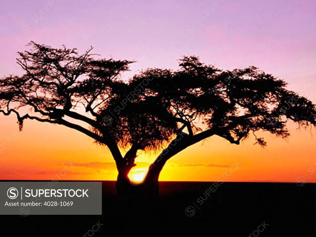 Tanzania, Serengeti Desert, The sun sets over a Acacia tree.