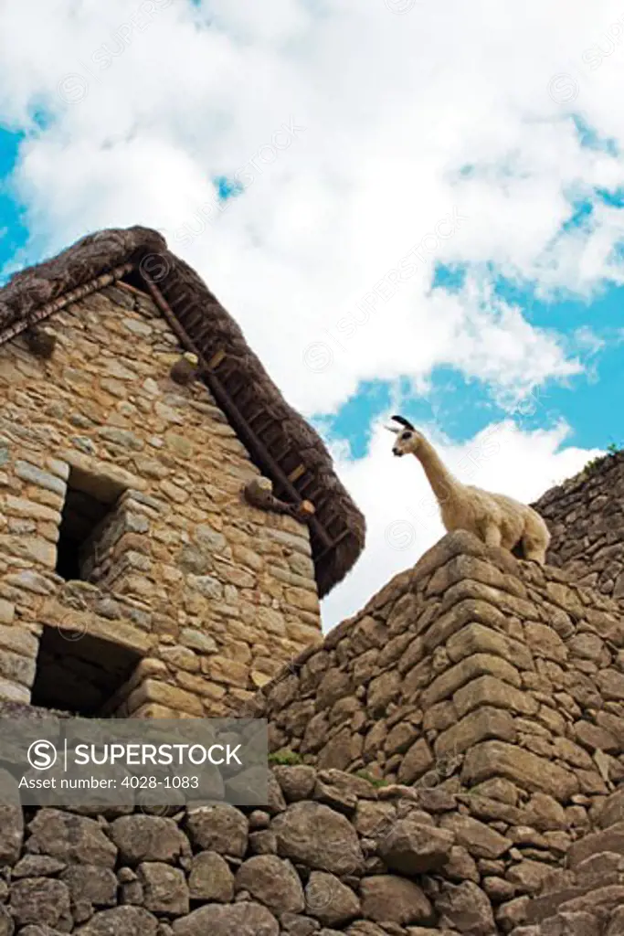Machu Picchu, Peru, A Llama takes in the view of the ancient Lost City of the Inca.