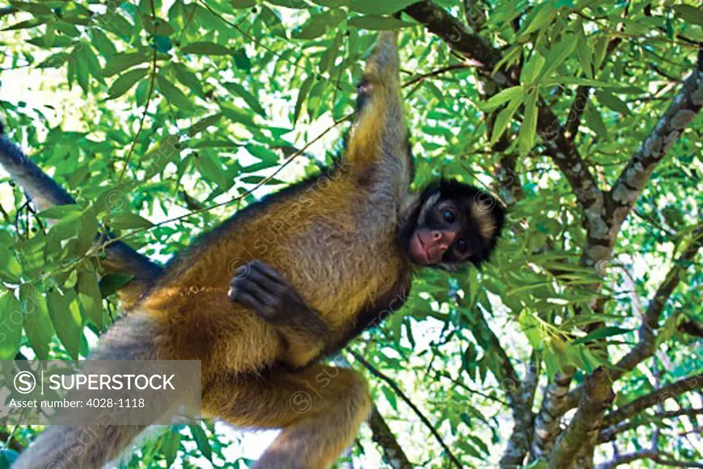 Amazon Rainforest, A Brown Capuchin Monkey swings from branch to branch in the Amazon Jungle in Peru