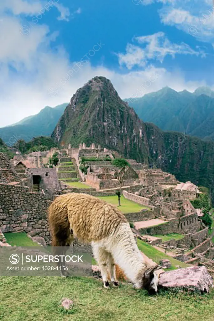 Peru, Machu Picchu, Llama grazes along the ancient lost city of the Inca.