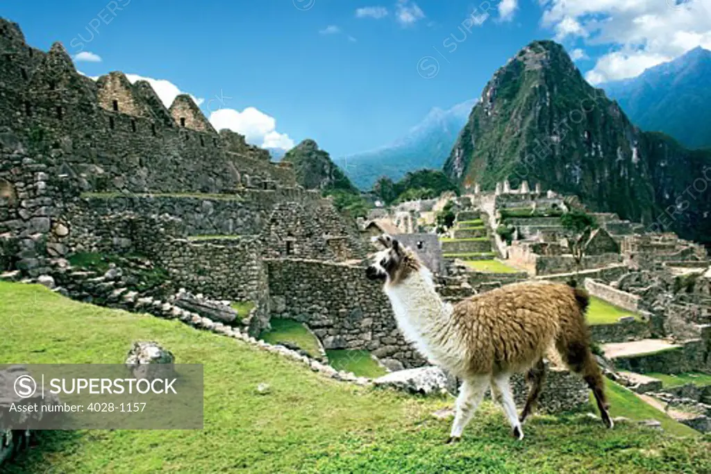 Peru, Machu Picchu, Llama overlooks the ancient lost city of the Inca.