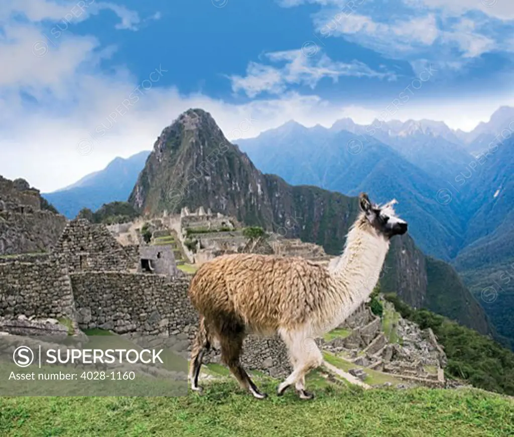 Peru, Machu Picchu, Llama overlooks the ancient lost city of the Inca.