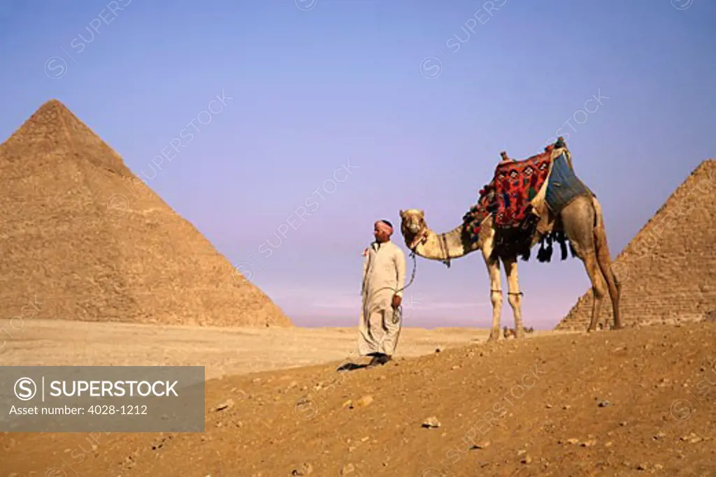 Egypt, Cairo, Giza, A proud Egyptian man guides his camel in front of the Great Pyramids.