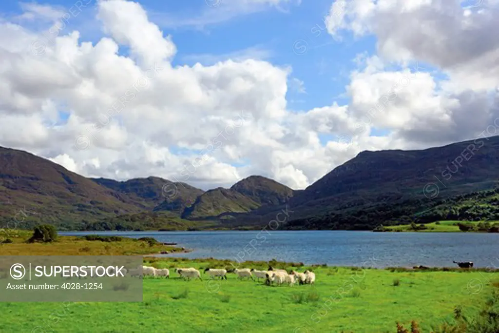 Sheep near a small lake in the Gap of Dunloe, Killarney National Park, Ireland