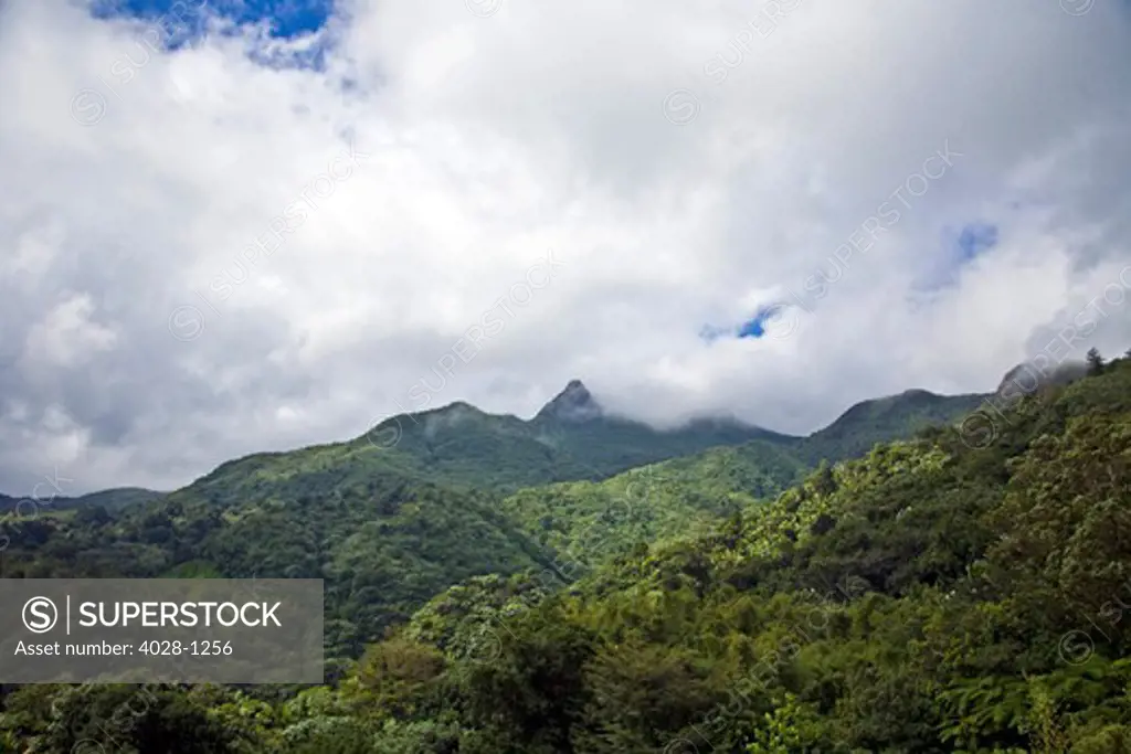 Puerto Rico, Luquillo, El Yunque National Forest, Tropical Rainforest.