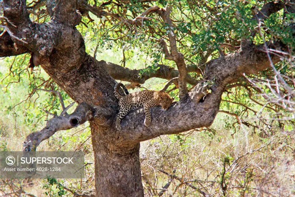 Leopard sleeping in a tree, Panthera pardus, Kruger National Park, South Africa