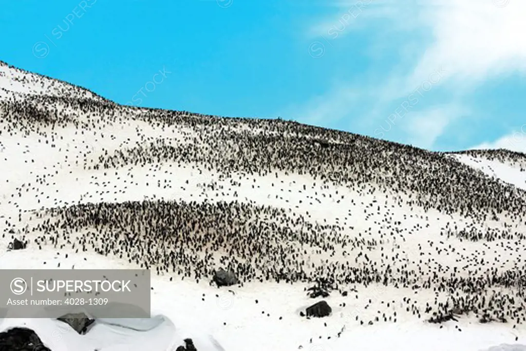 Thousands of Gentoo penguins and chicks (Pygoscelis papua) at rookery in Gibbs, Antarctica