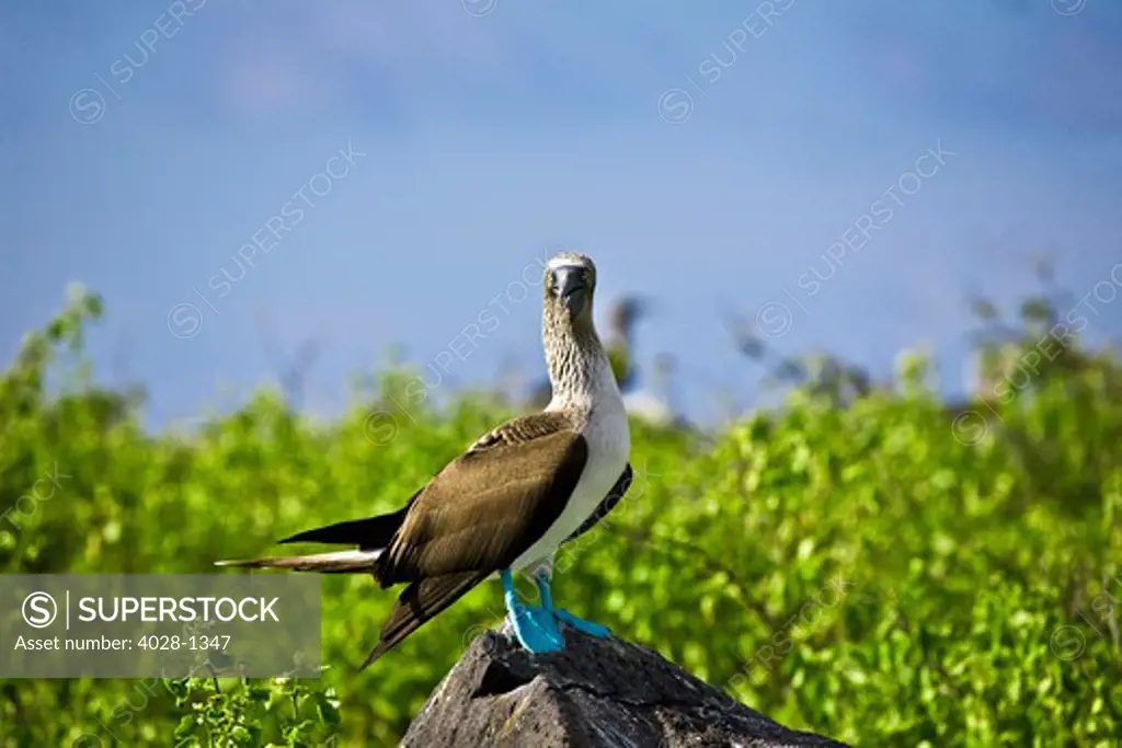 South America, Ecuador, Galapagos Islands, a blue-footed boobies (Sula nebouxi) perched on a rock along the coastline.