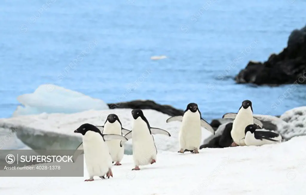 Gentoo penguins (Pygoscelis papua) waddle away from the Arctic Sea toward their rookery near Paradise Harbor, Antarctica