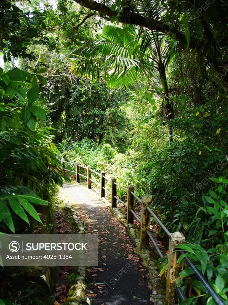 Puerto Rico, Luquillo, El Yunque National Forest, Trail.