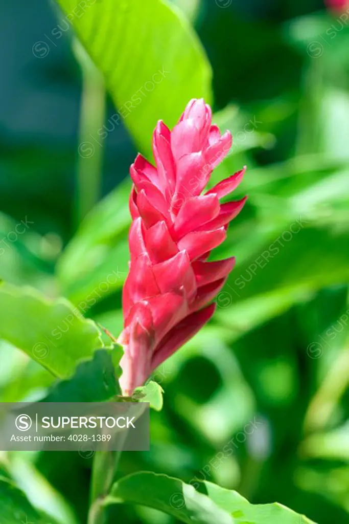 Red Ginger, Ostrich Plume or Pink Cone Ginger Alpinia purpurata flower.