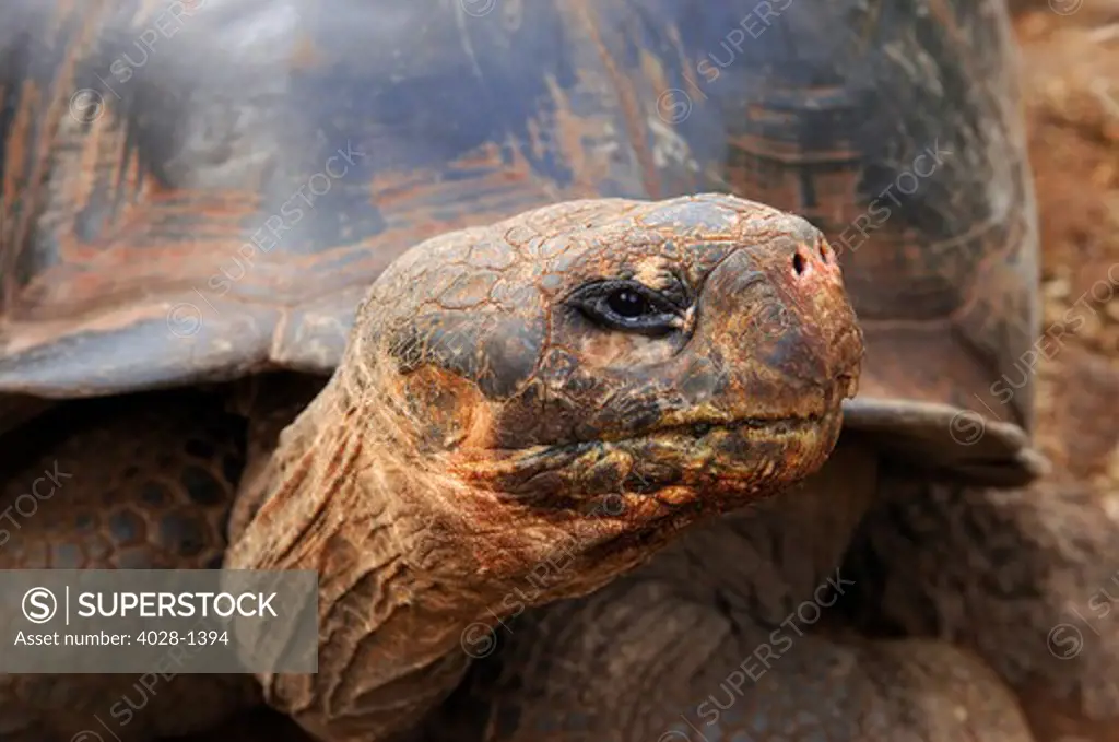 Close up of a Galapagos Tortoise, Giant Tortoise, Geochelone nigra, Galapagos Islands, Ecuador