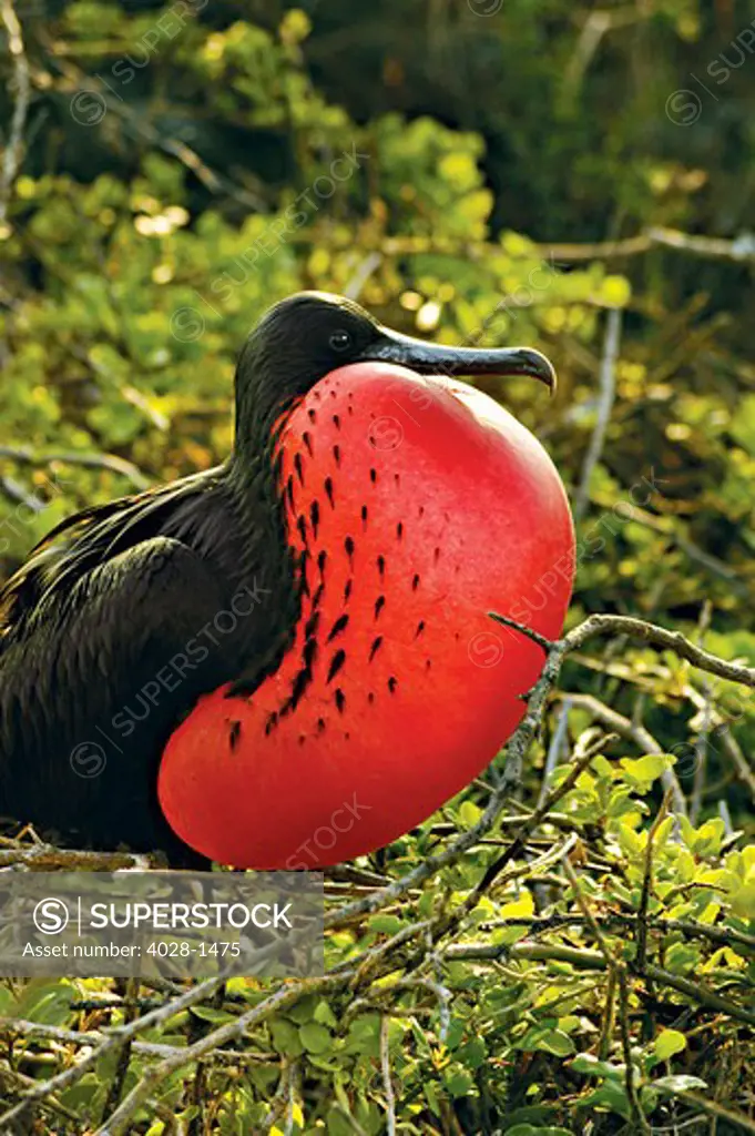 Ecuador, Galapagos Islands, A Frigate inflates his red throat to attract a mate.