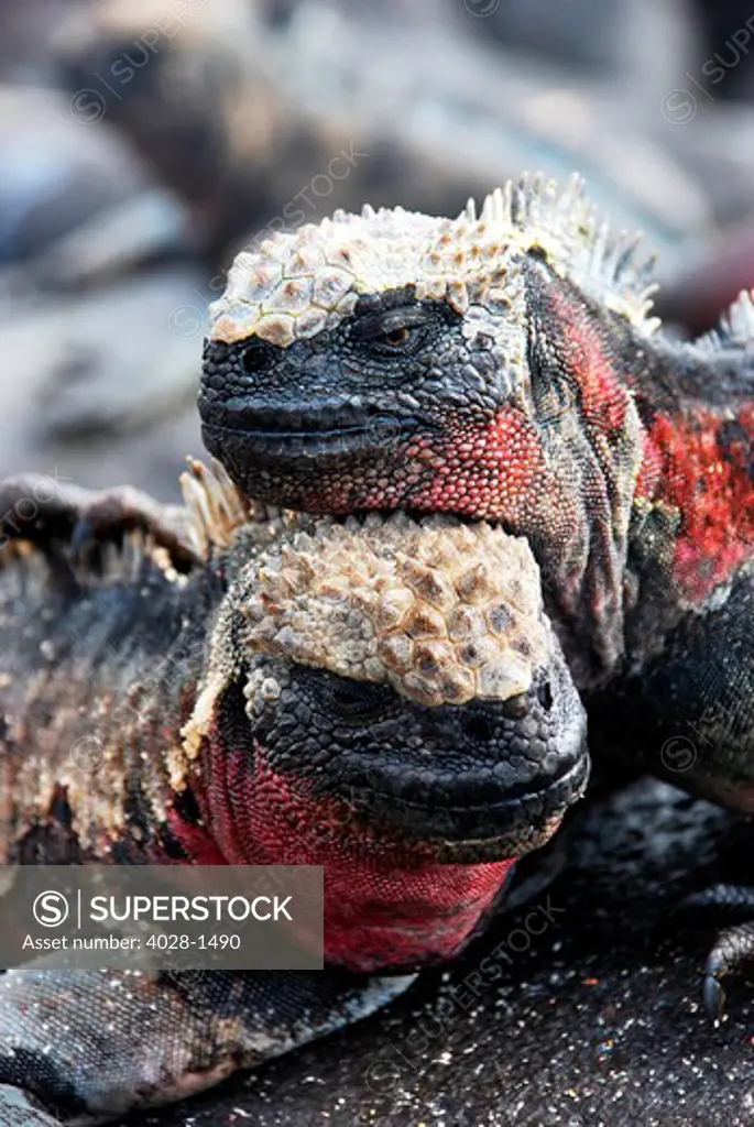 Ecuador, Galapagos, Two marin iguanas share body warmth