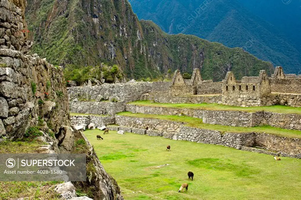 The ancient lost city of the Inca, Machu Picchu, in the Sacred Valley of Peru, South America with llamas in the distance.