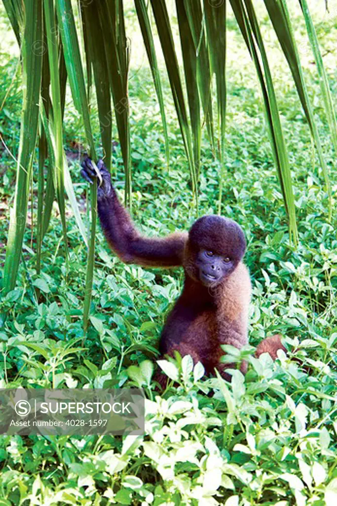 Amazon Rainforest, A Brown Wooly Monkey swings from branch to branch in the Amazon Jungle in Peru.