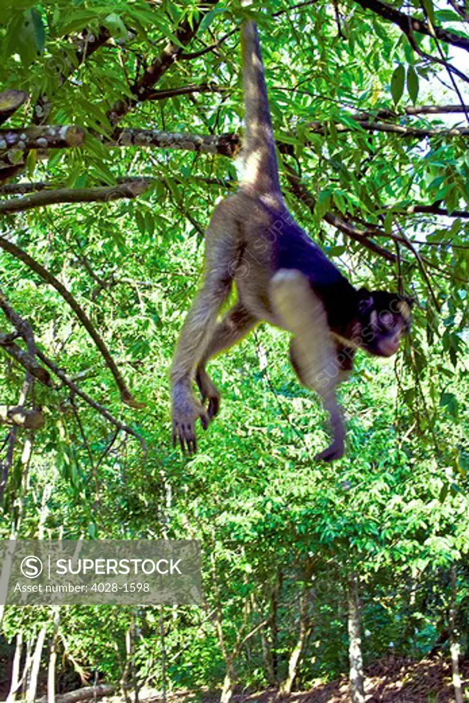 Amazon Rainforest, A Brown Capuchin Monkey swings from branch to branch in the Amazon Jungle in Peru
