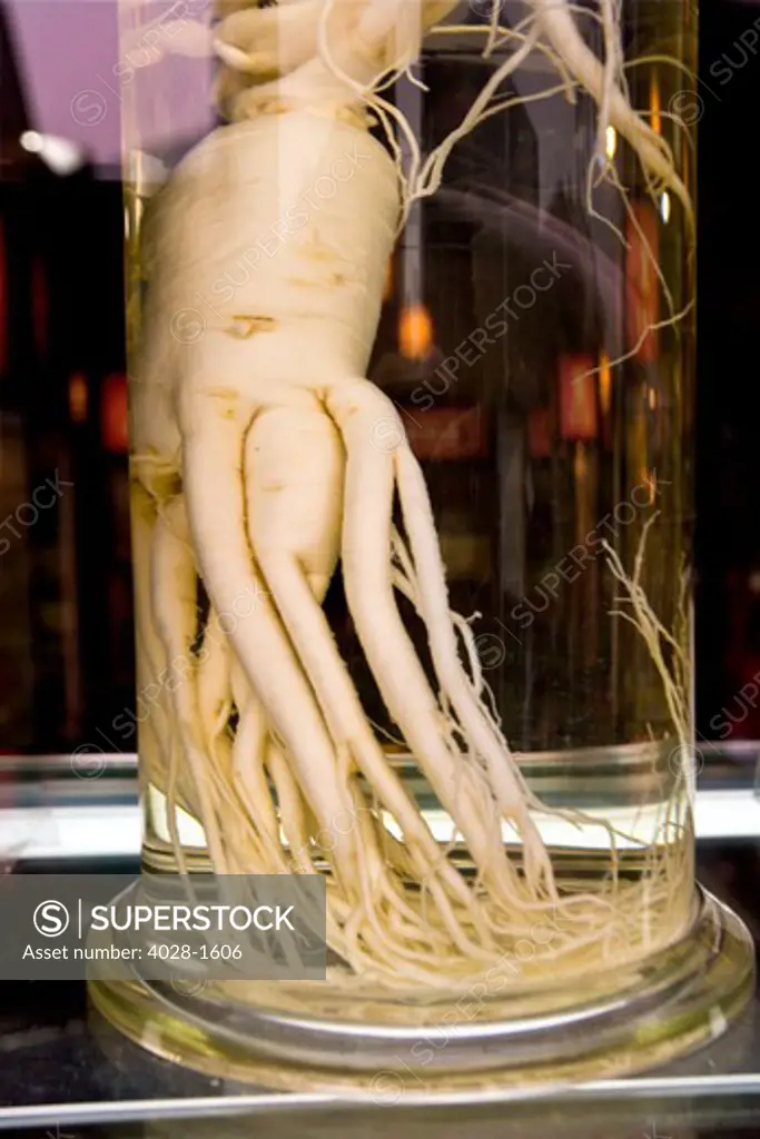 China, Hangzhou, Traditional Chinese Medicine Museum and Pharmacy, Ginseng root in jar.