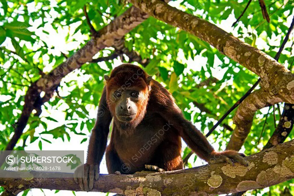 Golden-mantled Howler Monkey Alouatta palliata juvenile foraging in fig tree; Guanacaste, Costa Rica