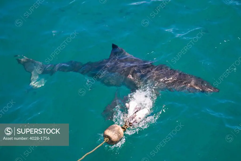 Great White Shark (Carcharodon carcharias) swimming at the surface attracted by chum in Capetown, False Bay, South Africa